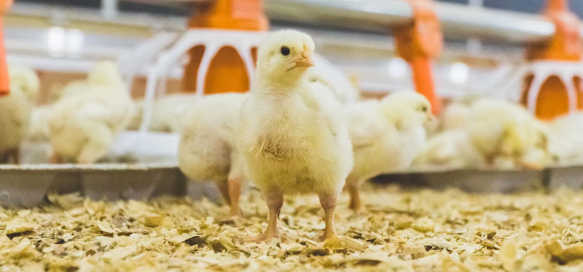 Young broiler chick standing on litter inside a poultry barn