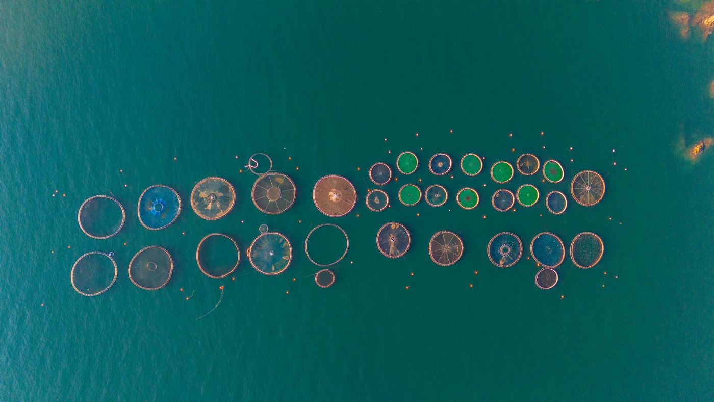 Circular aquaculture pens viewed from above
