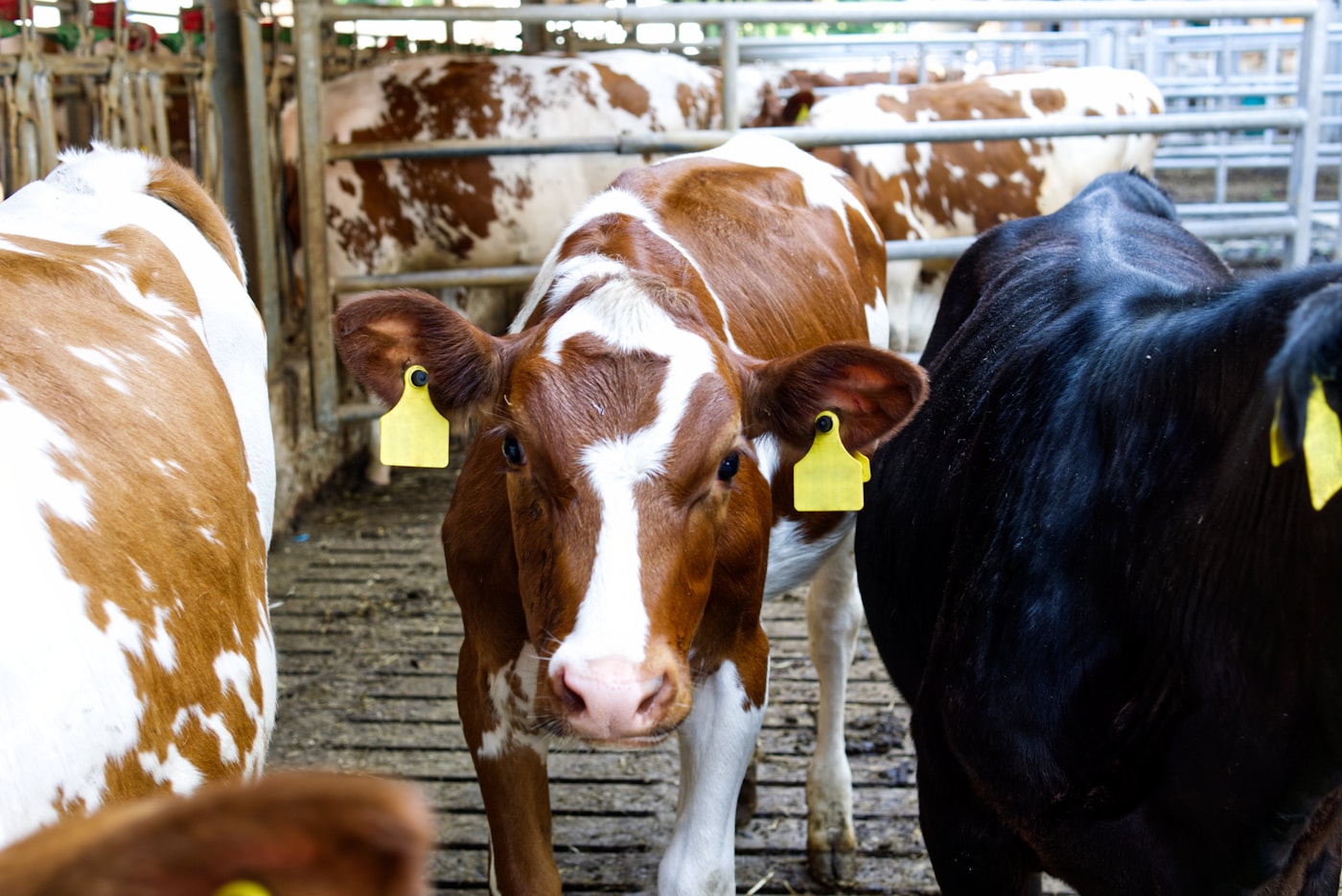 Cattle inside a modern barn