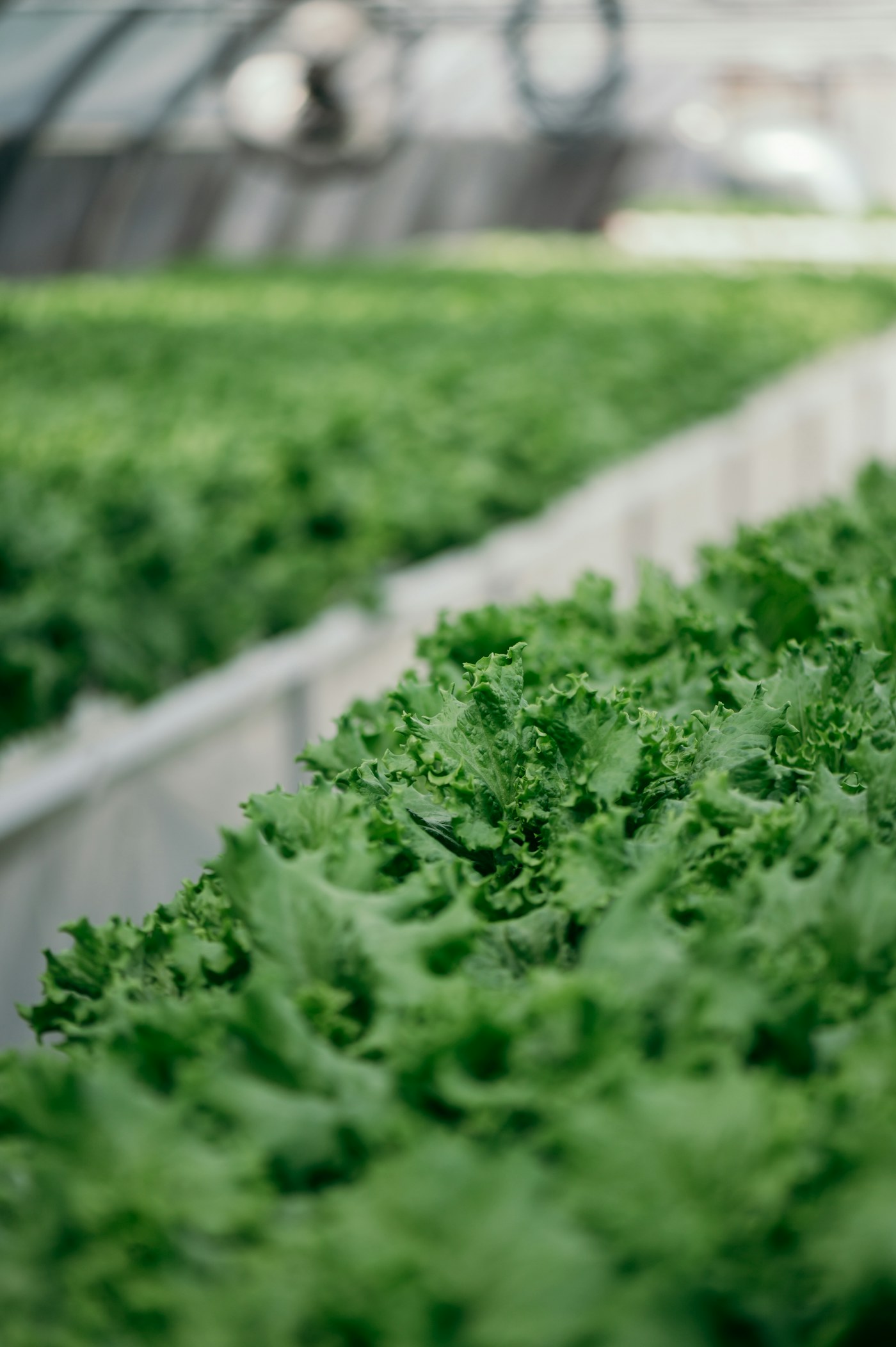 Rows of leafy greens growing in a greenhouse