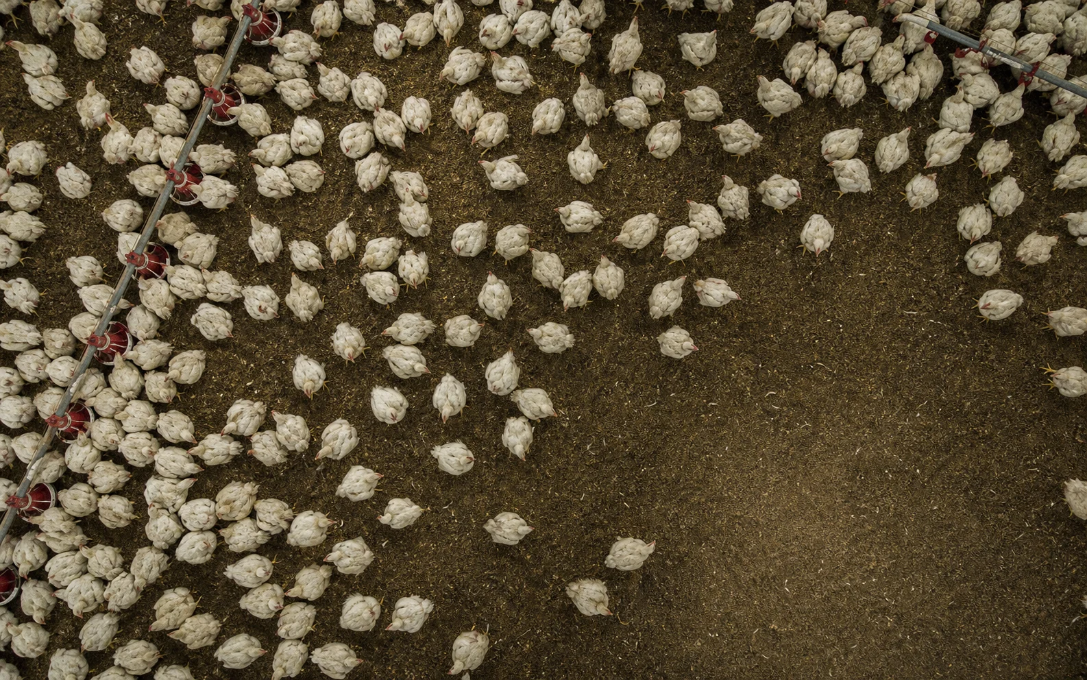 Overhead poultry flock view representative of nesteye camera placement