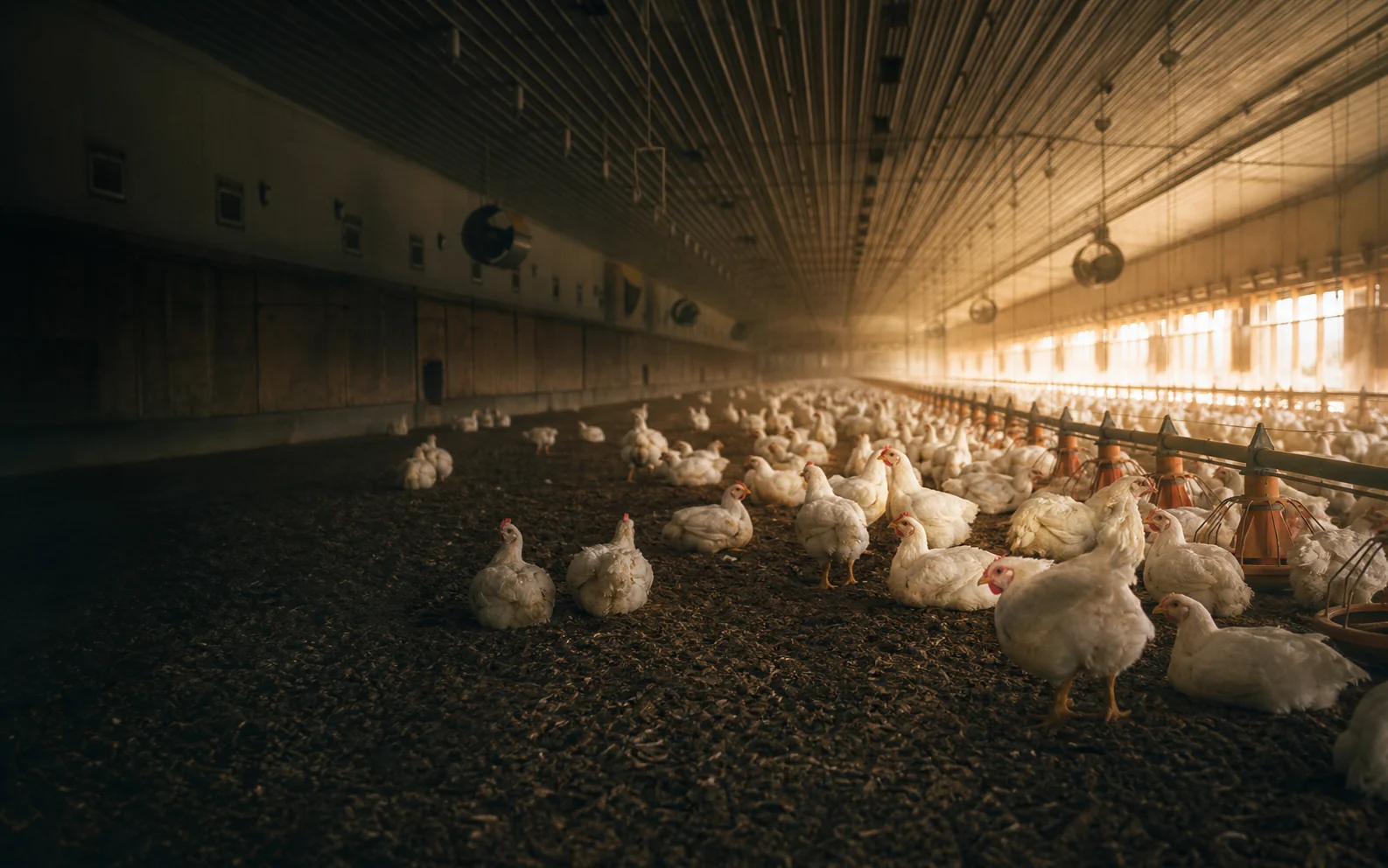 Healthy broiler chickens in a modern poultry barn